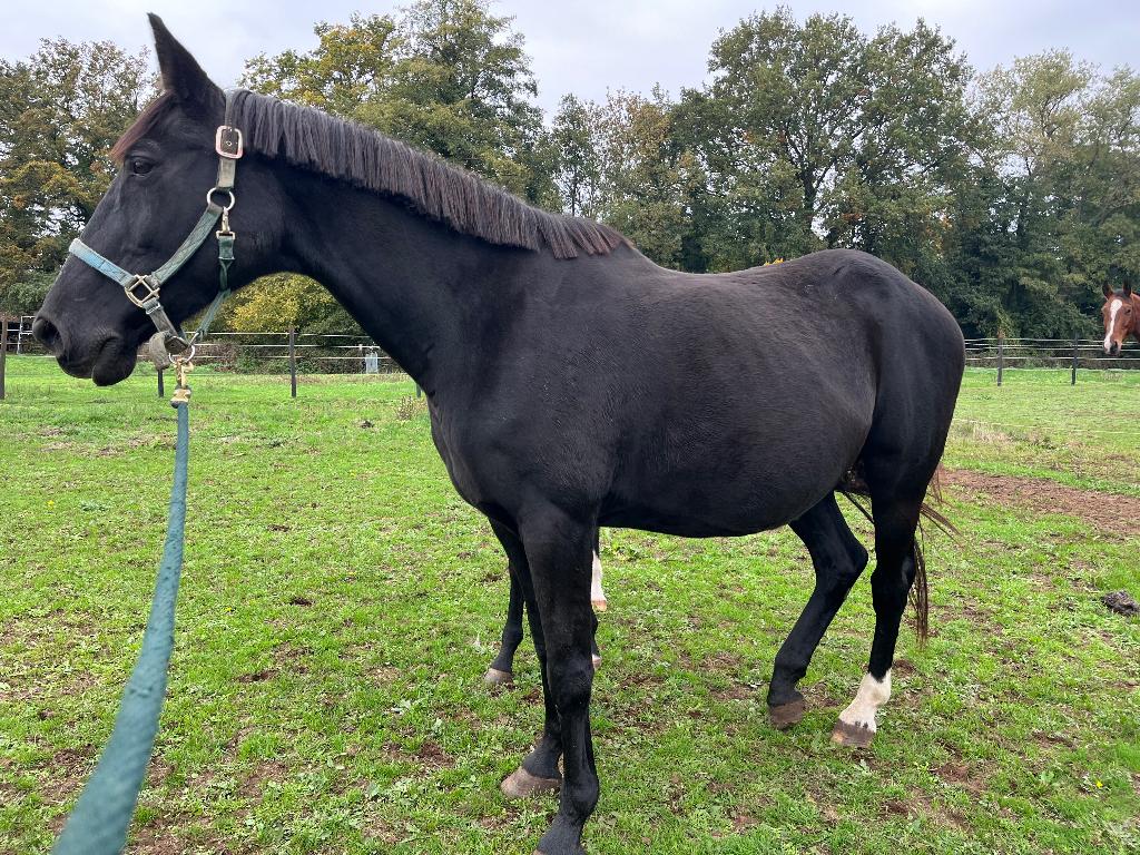 Drachtige merrie, Animaux & Accessoires, Chevaux & Poneys | Étalons & Juments poulinières, Jument