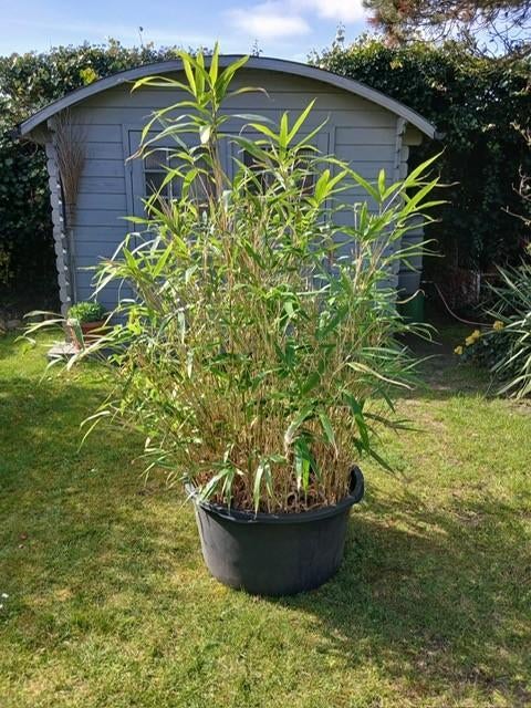 bamboe fargesia, Ophalen, Vaste plant