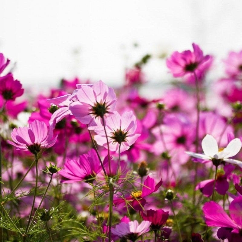Cosmos sensation picotee - zakje met zaadjes van 2 gram., Tuin en Terras, Ophalen of Verzenden, Voorjaar, Volle zon, Zaad
