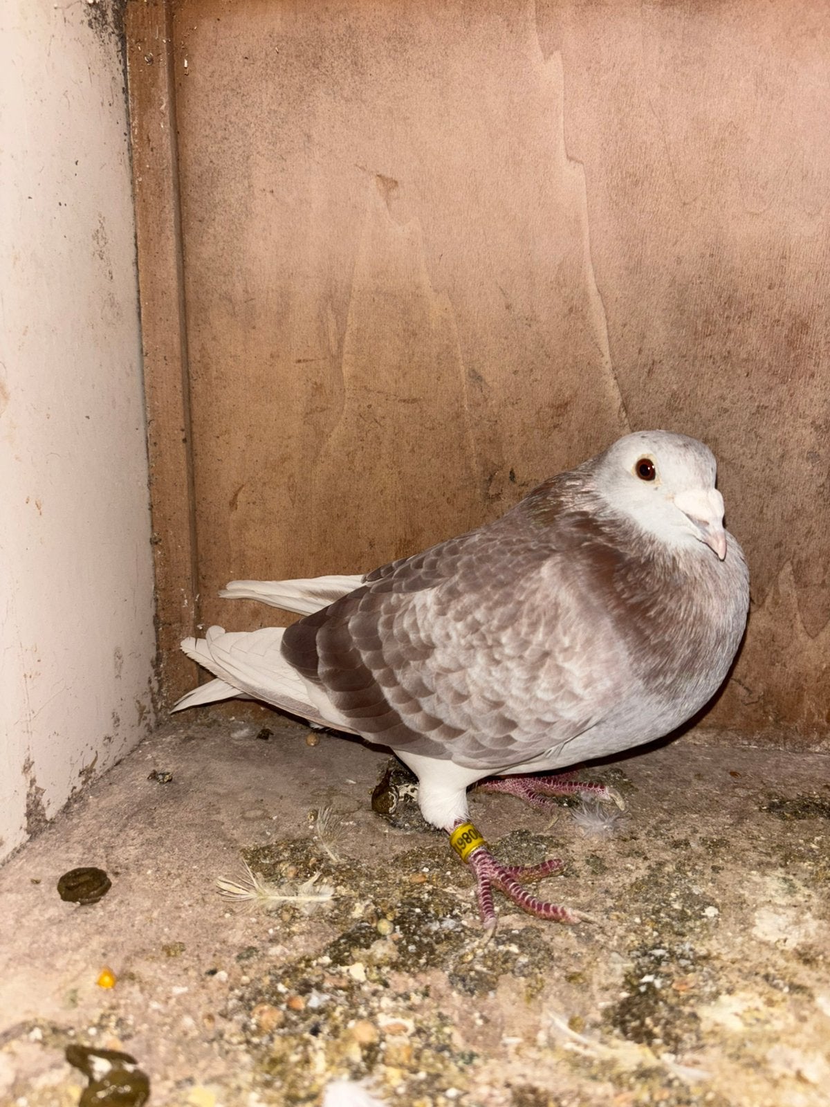 kweekduiver 2024 ras sion, Dieren en Toebehoren, Mannelijk, Postduif