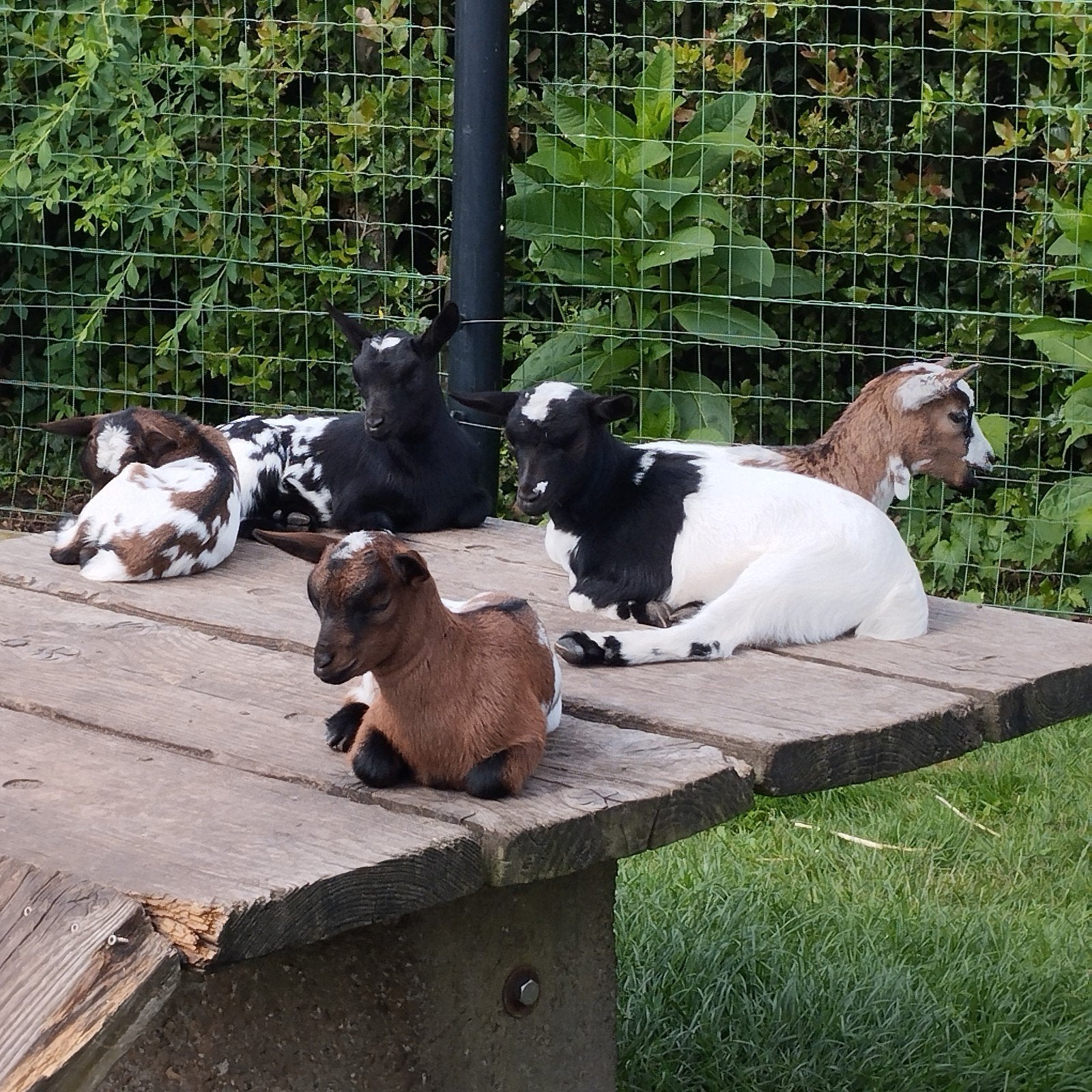 Dwerggeitjes, Animaux & Accessoires