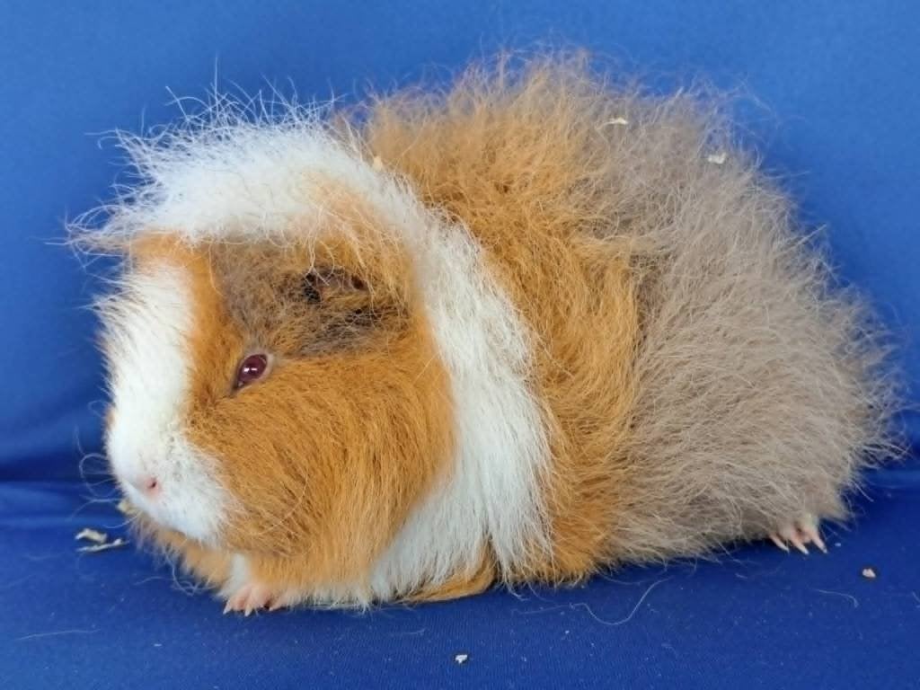 Lief CH Teddy zeugje beschikbaar, Animaux & Accessoires, Rongeurs, Femelle, Cobaye, Juin, Domestique