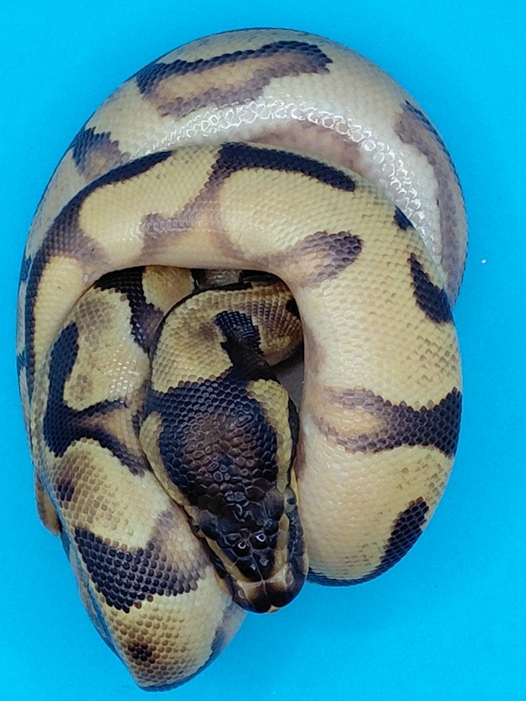 enchi orange dream yellow belly het pied / desert ghost Ball Python photo 2