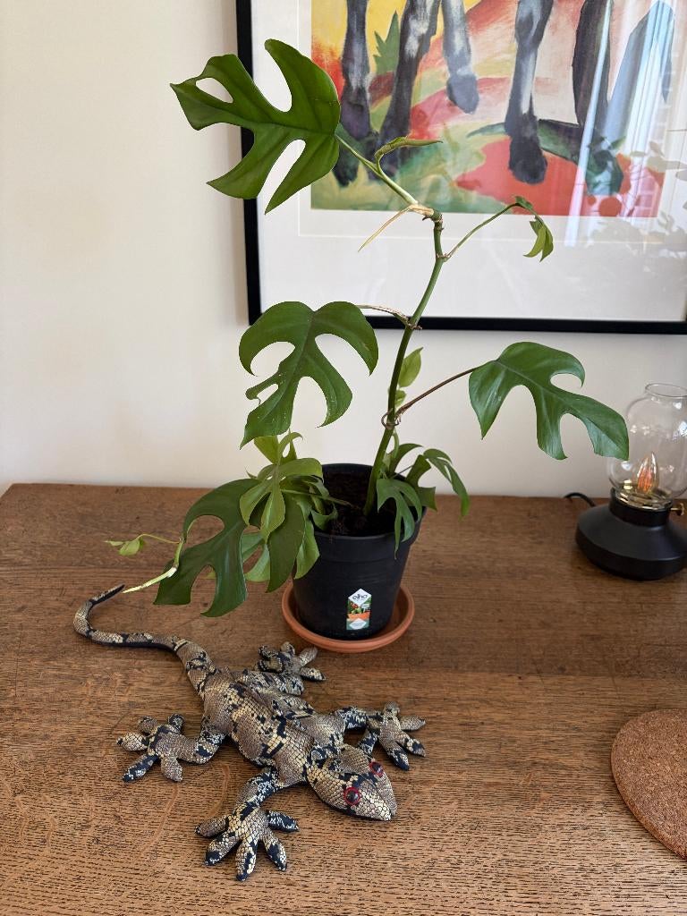 🌿 3 x Rhaphidophora tetrasperma, Mini Monstera, echte plant, Maison & Meubles, Plantes d'intérieur, Autres espèces, Moins de 100 cm