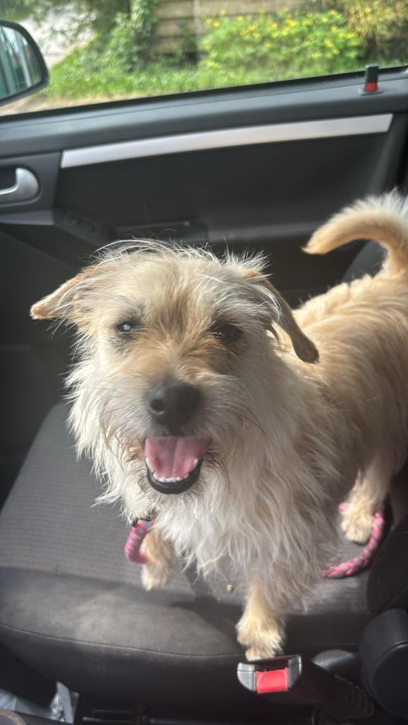 Chiot cherche à rentrer chez lui, Divers, Enlèvement