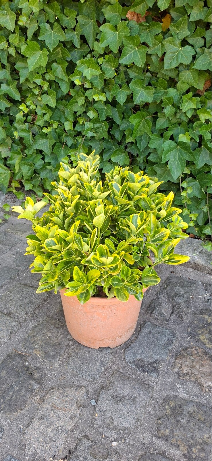Euonymus jap. Hoogte pot + plant : 60 cm, Tuin en Terras, Ophalen, Vaste plant, Overige soorten
