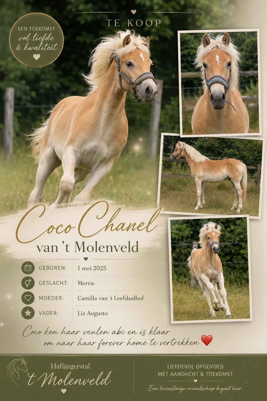 Prachtige Haflinger merrieveulen te koop, Merrie