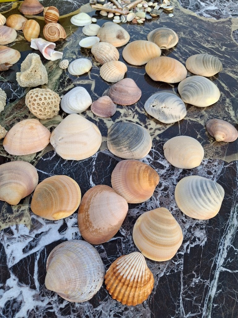 9,5kg schelpen voor decoratie, Ophalen, Schelp(en)