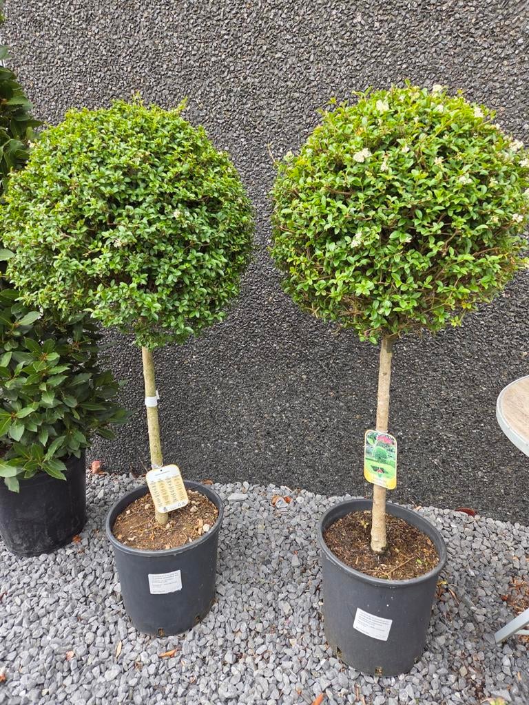 Ligustrum Delavayanum op stam, Ophalen, Halfschaduw