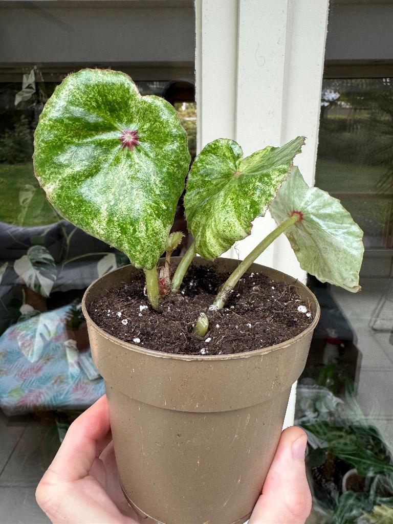 Begonia rouge variegata, Huis en Inrichting, Kamerplanten, Ophalen, 200 cm of meer, Overige soorten, Halfschaduw
