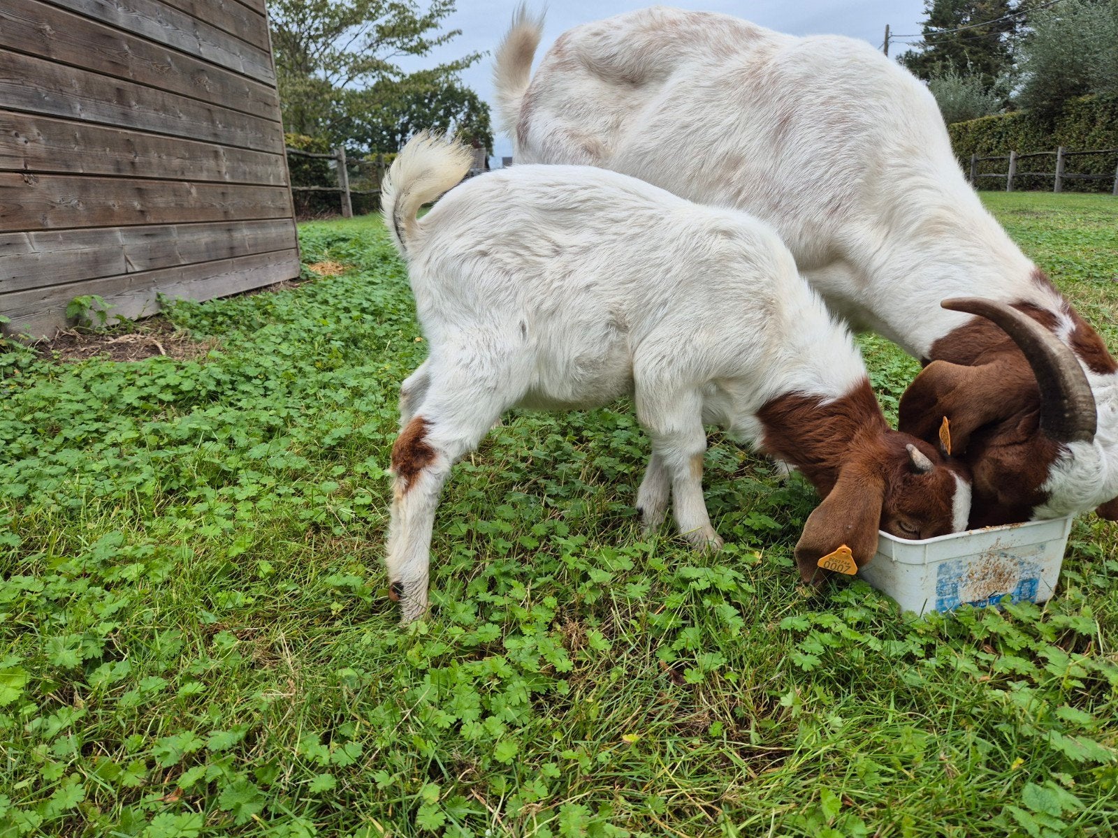 mooi boergeit bokje met stamboek, Mannelijk, Geit, 0 tot 2 jaar