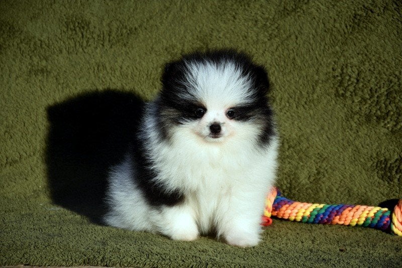 Prachtig Pomeranian pupje, Loulou, Maladie de Carré (chiens), Chienne, Belgique