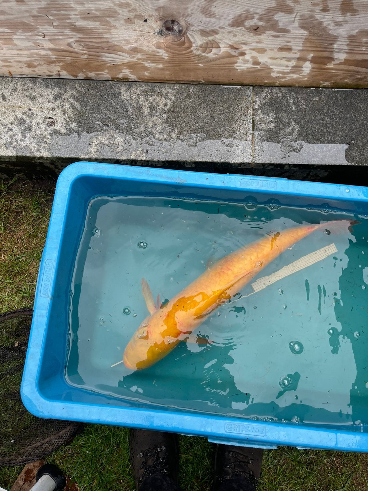 Carpes herbivores (albinos), Animaux & Accessoires, Poissons | Poissons d'étang, Autres espèces