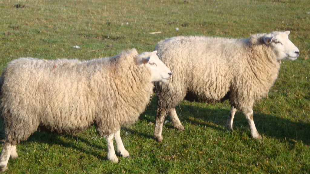 schapen, Dieren en Toebehoren, Vrouwelijk, Schaap