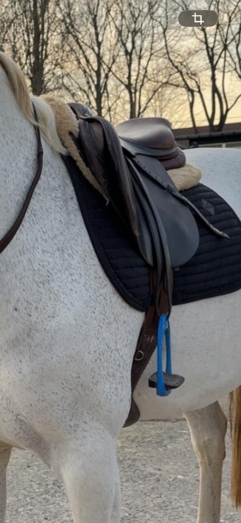 Cwd zadel, Dieren en Toebehoren, Paarden en Pony's | Zadels, Ophalen, Gebruikt, Springen