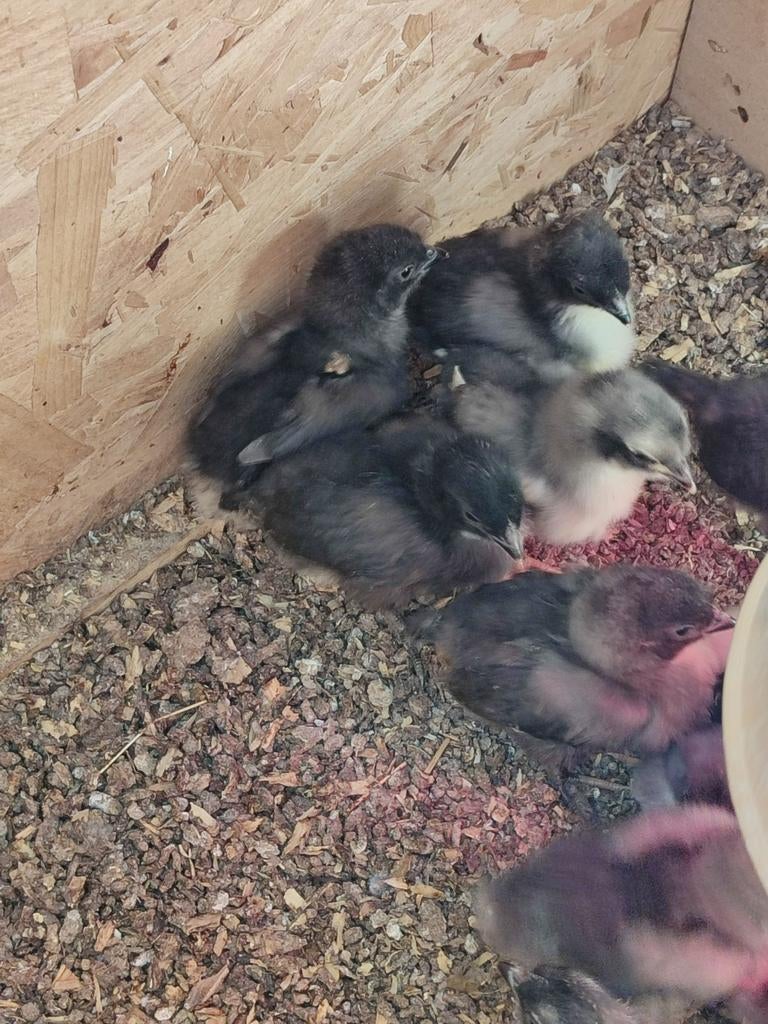 14 * kuikens Silverudds bla, Dieren en Toebehoren