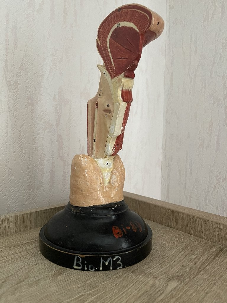 Antiek anatomisch pharynx-larynx model - geneeskunde, Antiek en Kunst, Ophalen of Verzenden