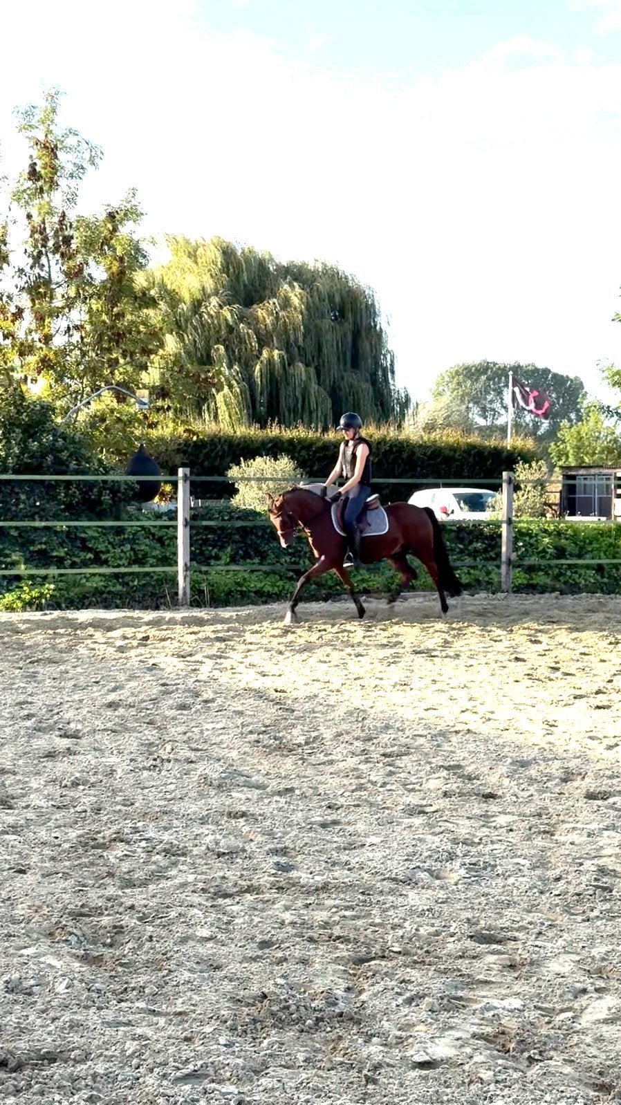 Prachtige C/D pony zoekt nieuwe thuis, Dieren en Toebehoren, Minder dan 160 cm, Met stamboom, Ruin, M