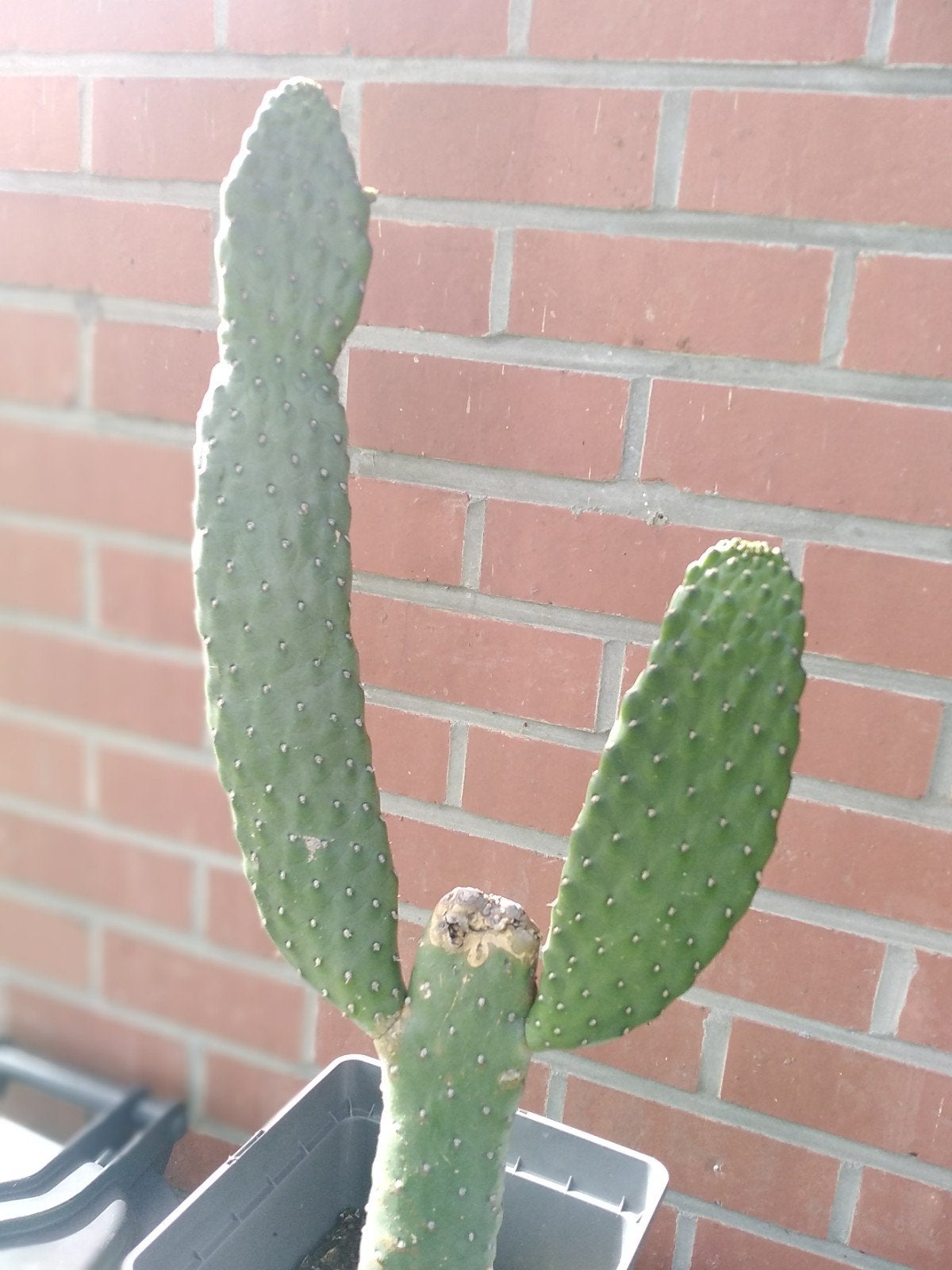 cactus, Tuin en Terras, Ophalen
