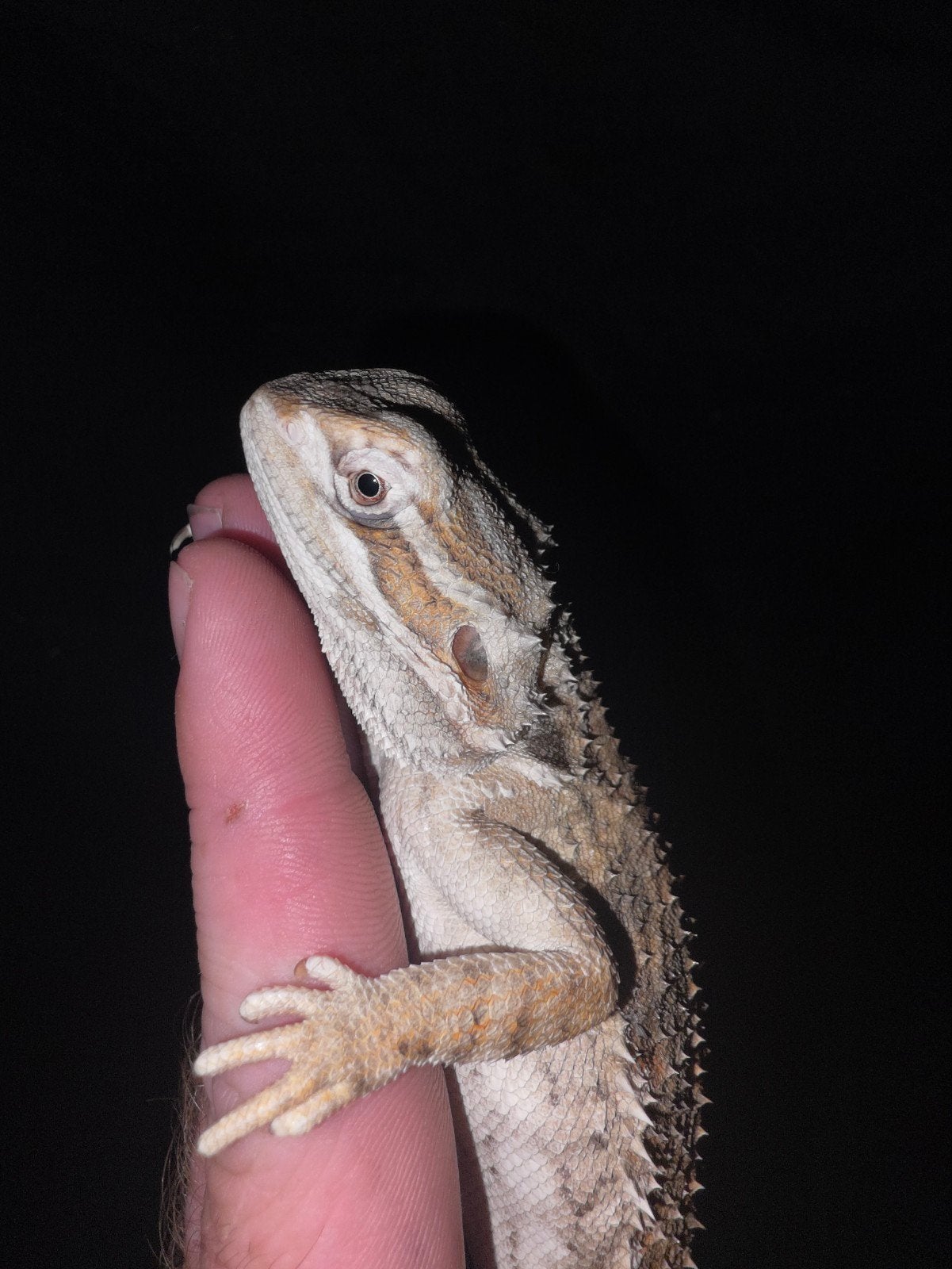 beau et calme dragon barbu nain mâle, Lézard, Domestique, 0 à 2 ans