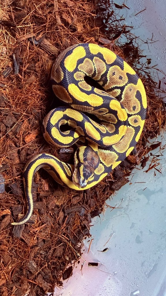 Verschillende ball pythons te koop Ball Python photo 10