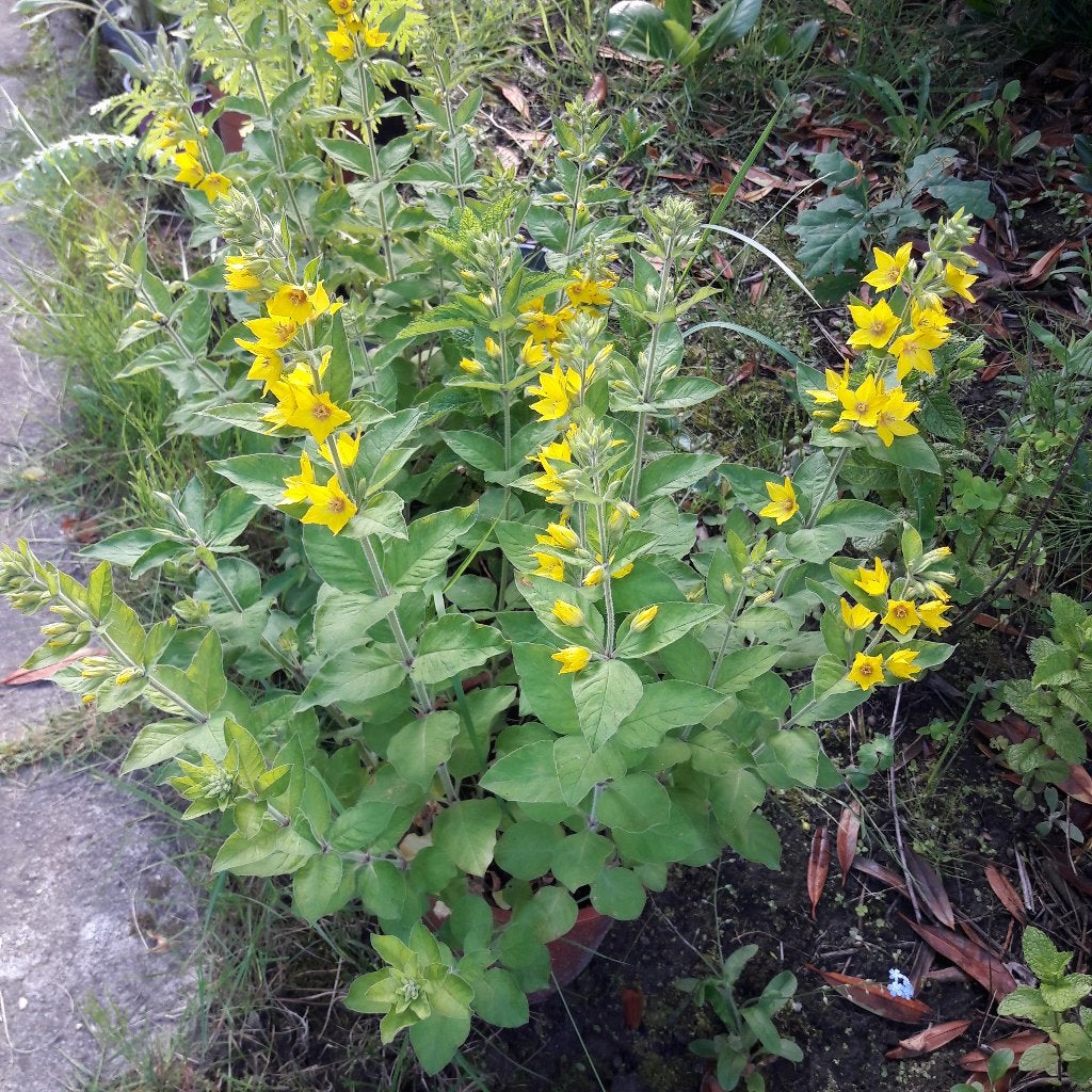 wederik vaste plant, Tuin en Terras, Ophalen, Zomer, Vaste plant, Volle zon