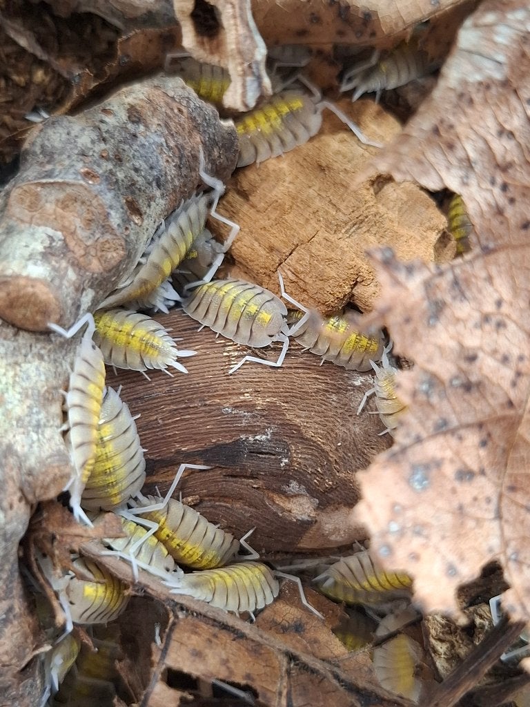 Porcelio bolivari 'yellow ghost' - Isopods., Autres espèces