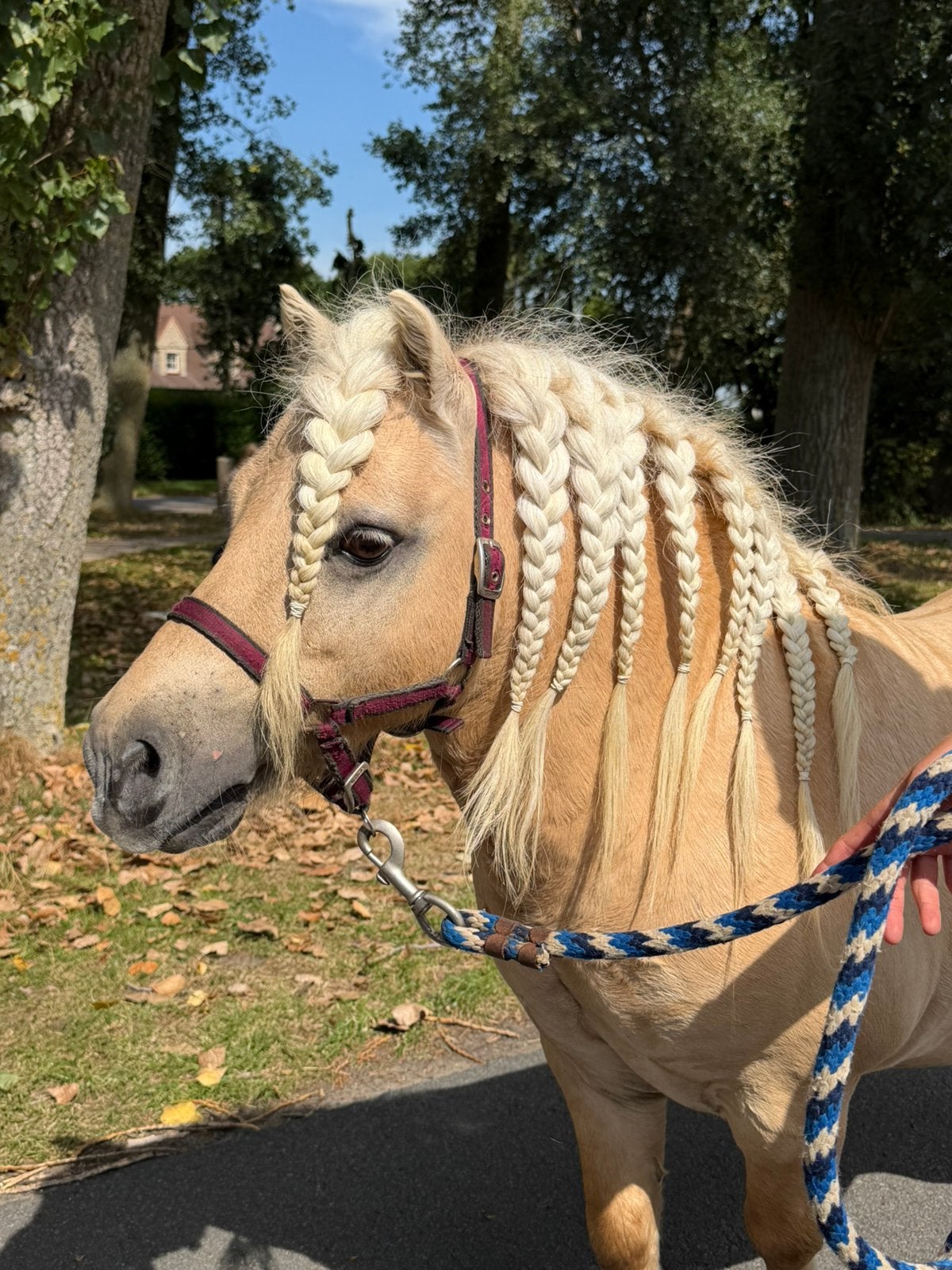 Pony en ezel