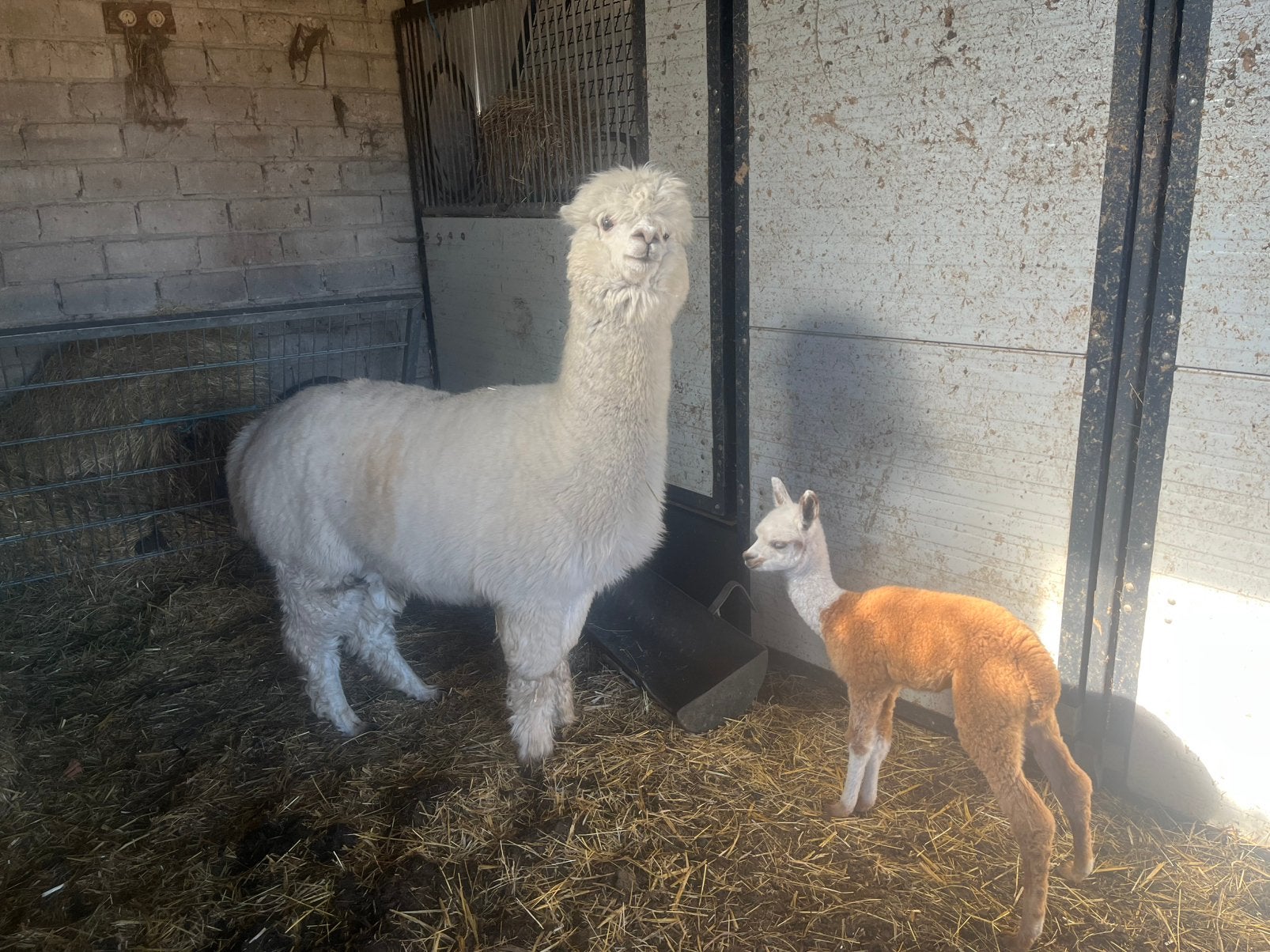 Witte alpaca hengst met stamboom – te koop of te ruil, Mars, Mâle
