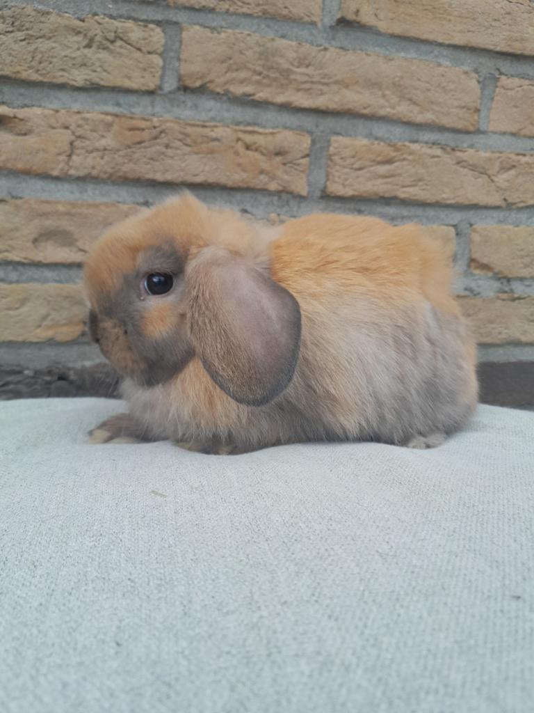 Minilop rammetjes, Animaux & Accessoires, Lapins, Nain, Mâle, 0 à 2 ans, Oreilles tombantes