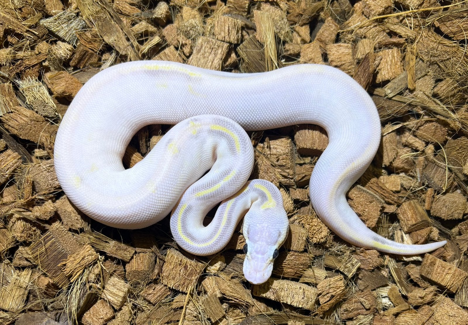 Python Regius SH Highway Vanilla Pastel Ball Python photo 2