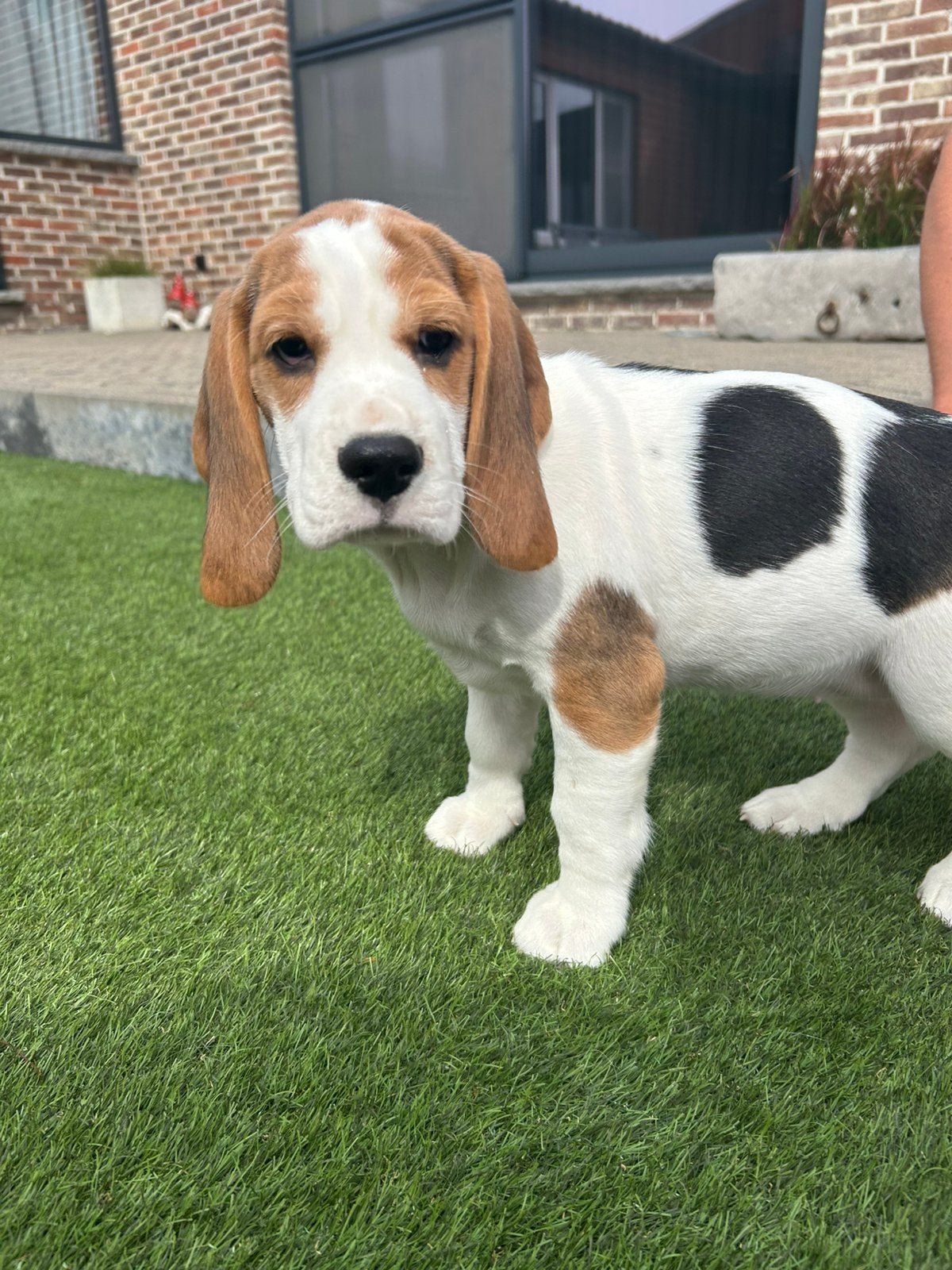Lieve beagle pups, Dieren en Toebehoren, België, Beagle, 8 tot 15 weken, Meerdere