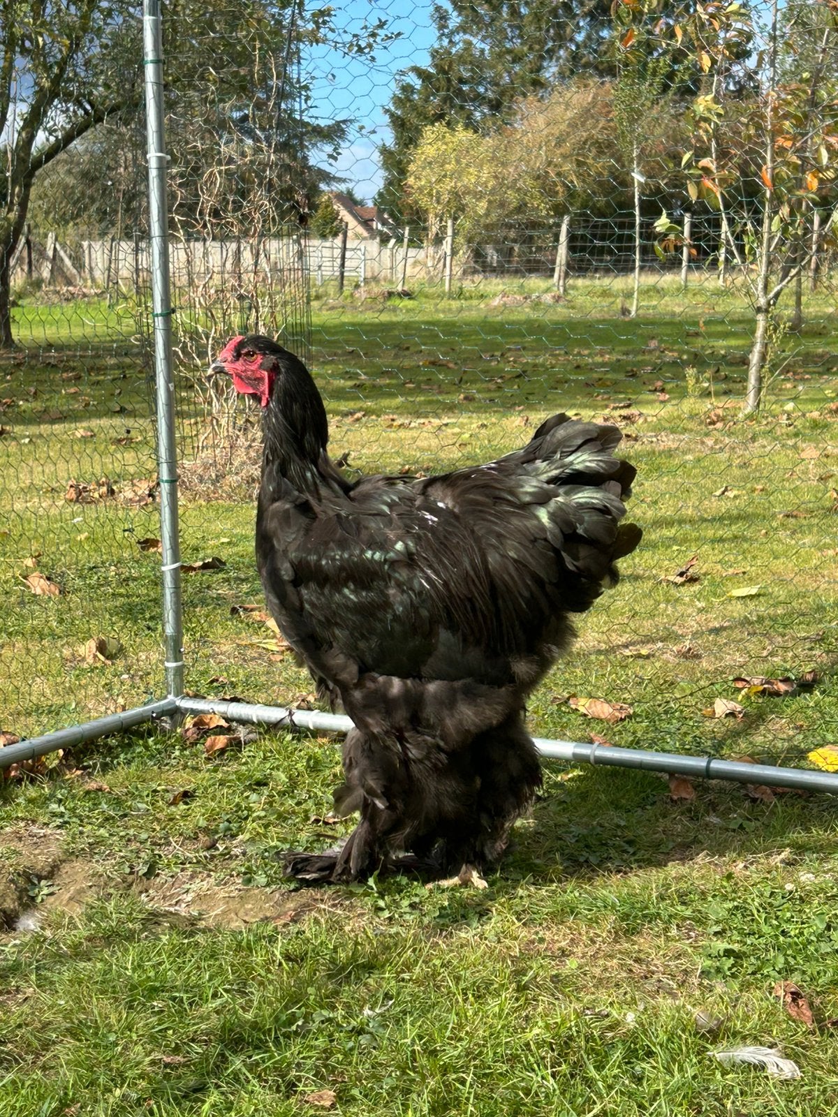 Brahma haan zwart, Dieren en Toebehoren