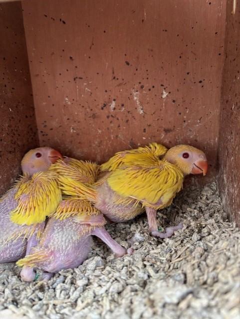 baby halsbanden, Dieren en Toebehoren, Vogels | Parkieten en Papegaaien, Geringd