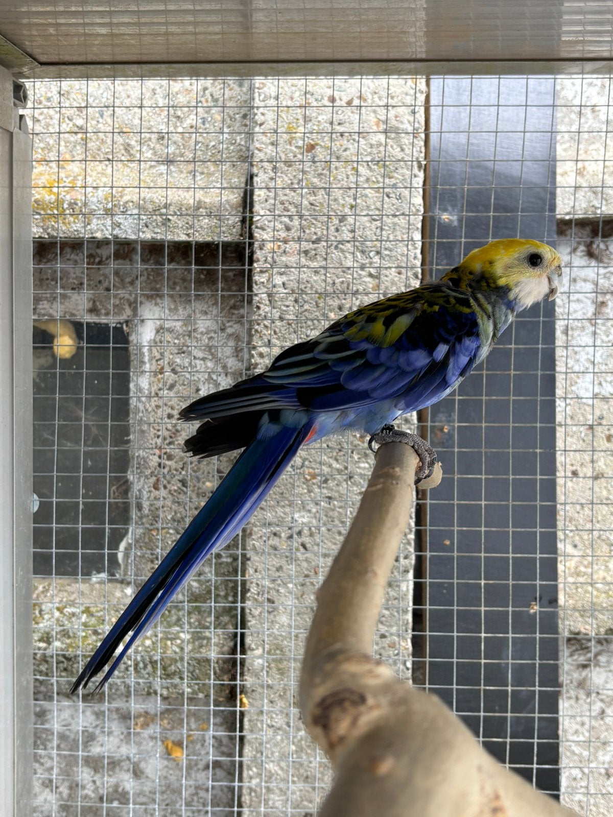 2 Rosella’s, Dieren en Toebehoren