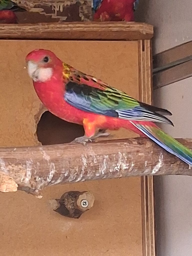 Opaline rood rosella's van 2026, Meerdere dieren, Parkiet, Geringd