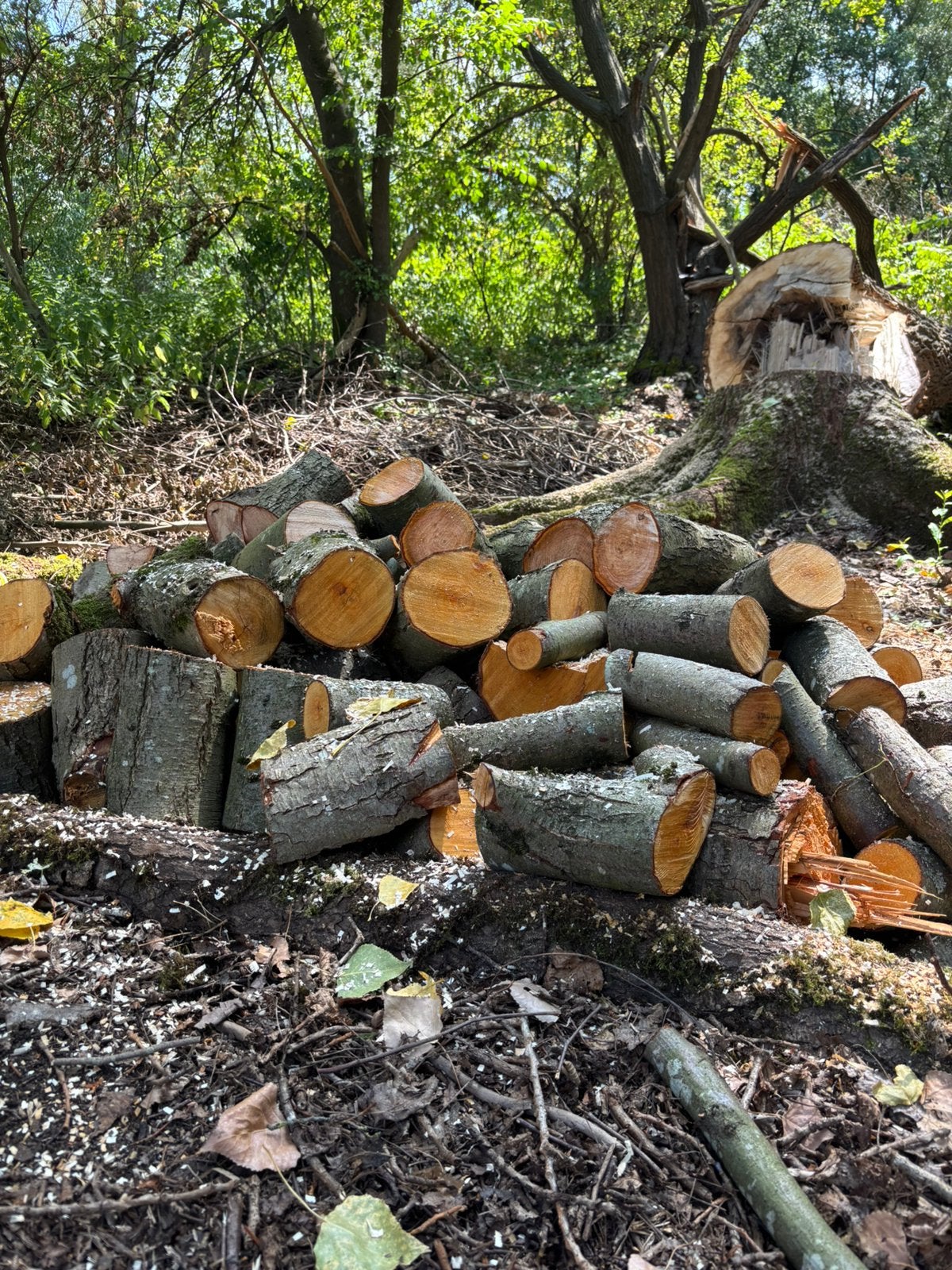 Brandhout zwarte els, Tuin en Terras, Brandhout, Ophalen, Blokken