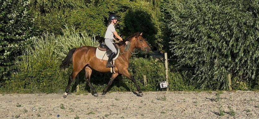 3,5 jarige spring merrie, Dieren en Toebehoren, Paarden, Merrie