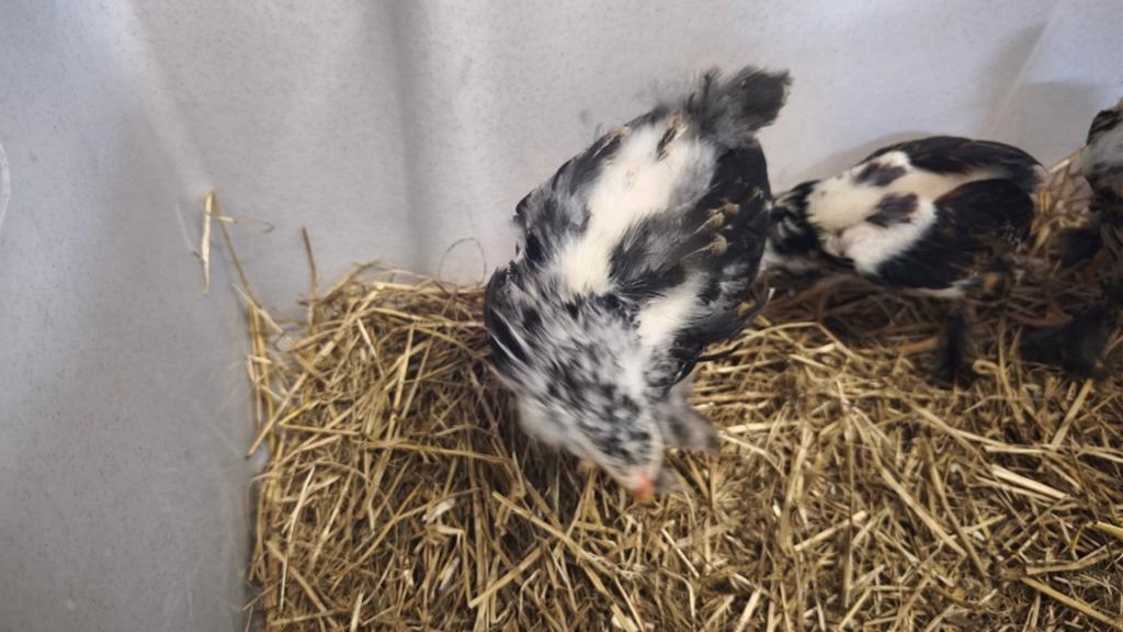 Poule Brahmâ perdrix doré, Animaux & Accessoires, Plusieurs animaux, Poule ou poulet