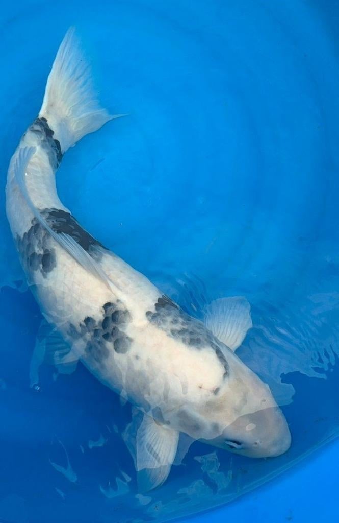 Shiro Utsuri mâle 58 cm, Animaux & Accessoires, Poissons | Poissons d'étang, Carpe ou Koï