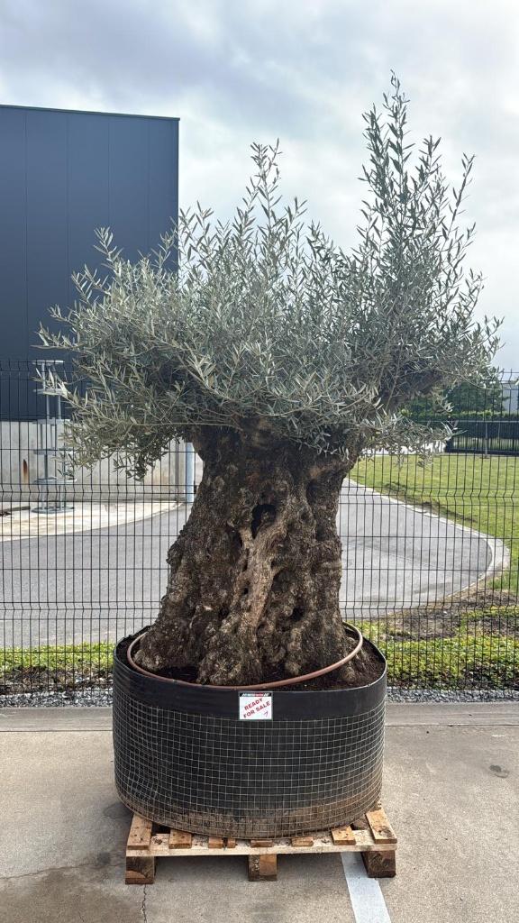 Olijfboom bonsai stuntprijs !!! Stock id (1), Ophalen, Nieuw
