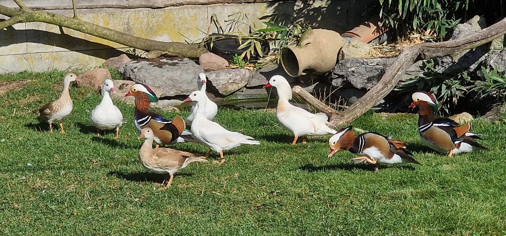 canards mandarins, Animaux & Accessoires, Plusieurs animaux, Oiseau tropical, Bagué