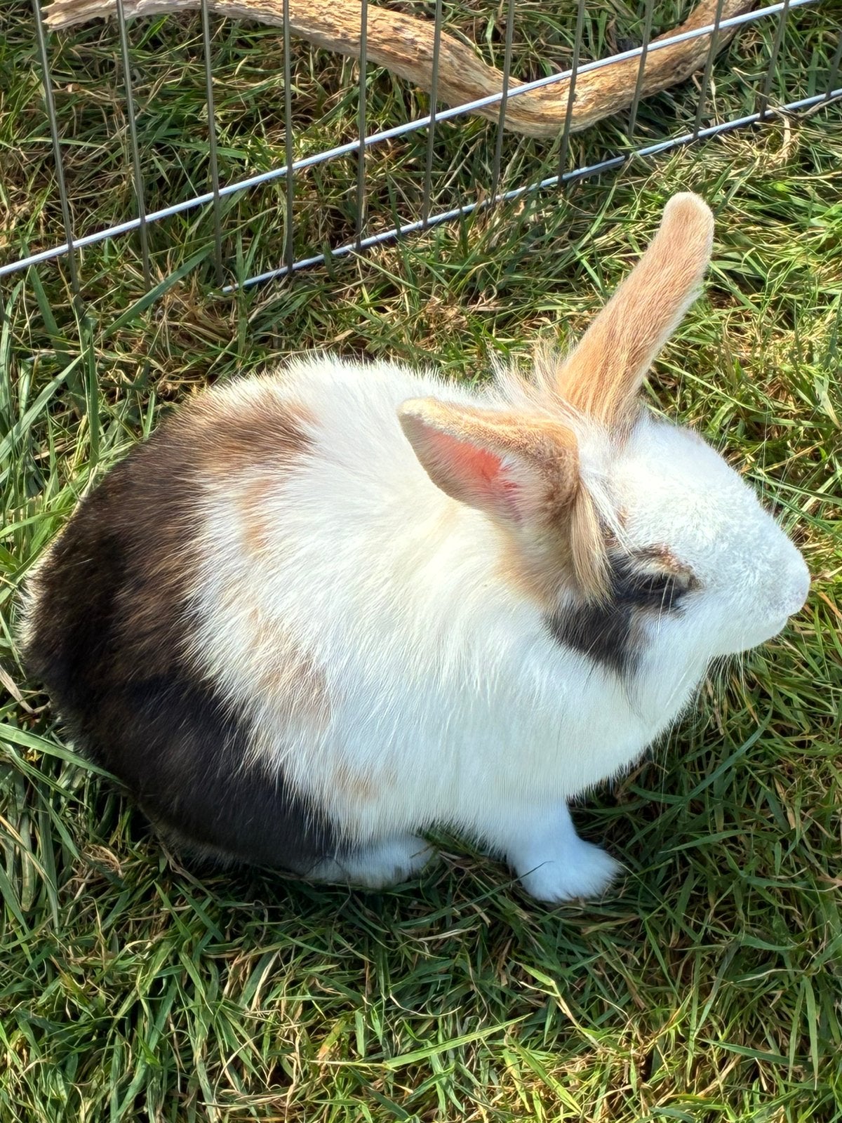 Vrouwelijk dwergkonijn, Dieren en Toebehoren, Konijnen, Vrouwelijk
