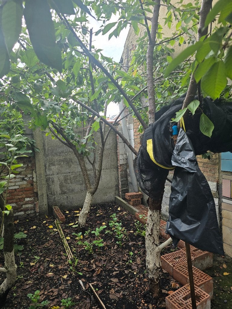 Fruitbomen, Tuin en Terras, Ophalen, Lente, Volle zon, 250 tot 400 cm