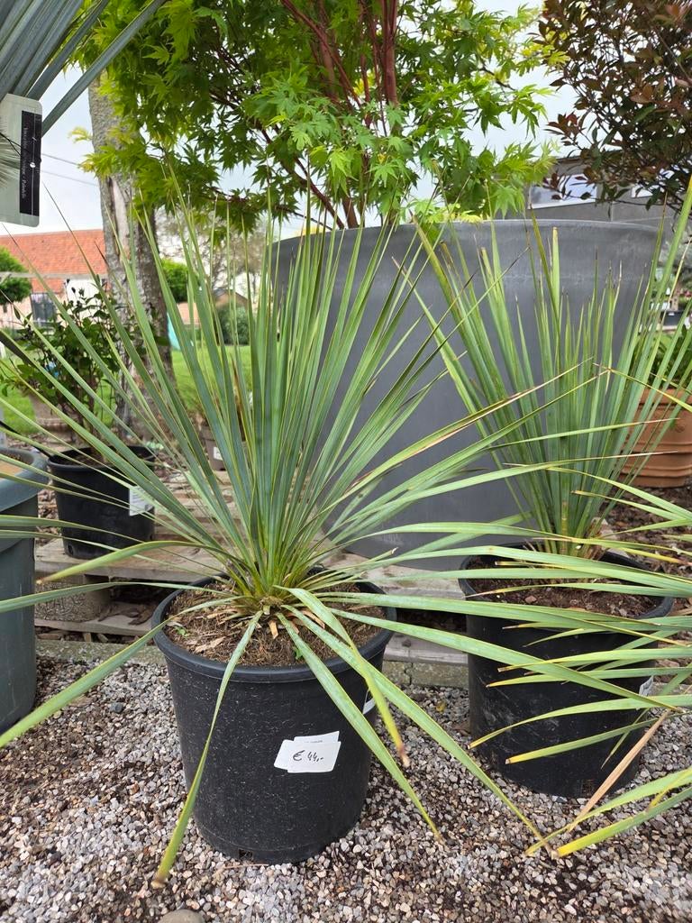 Yucca Rostrata - palmlelie, Tuin en Terras, Planten | Tuinplanten, Ophalen