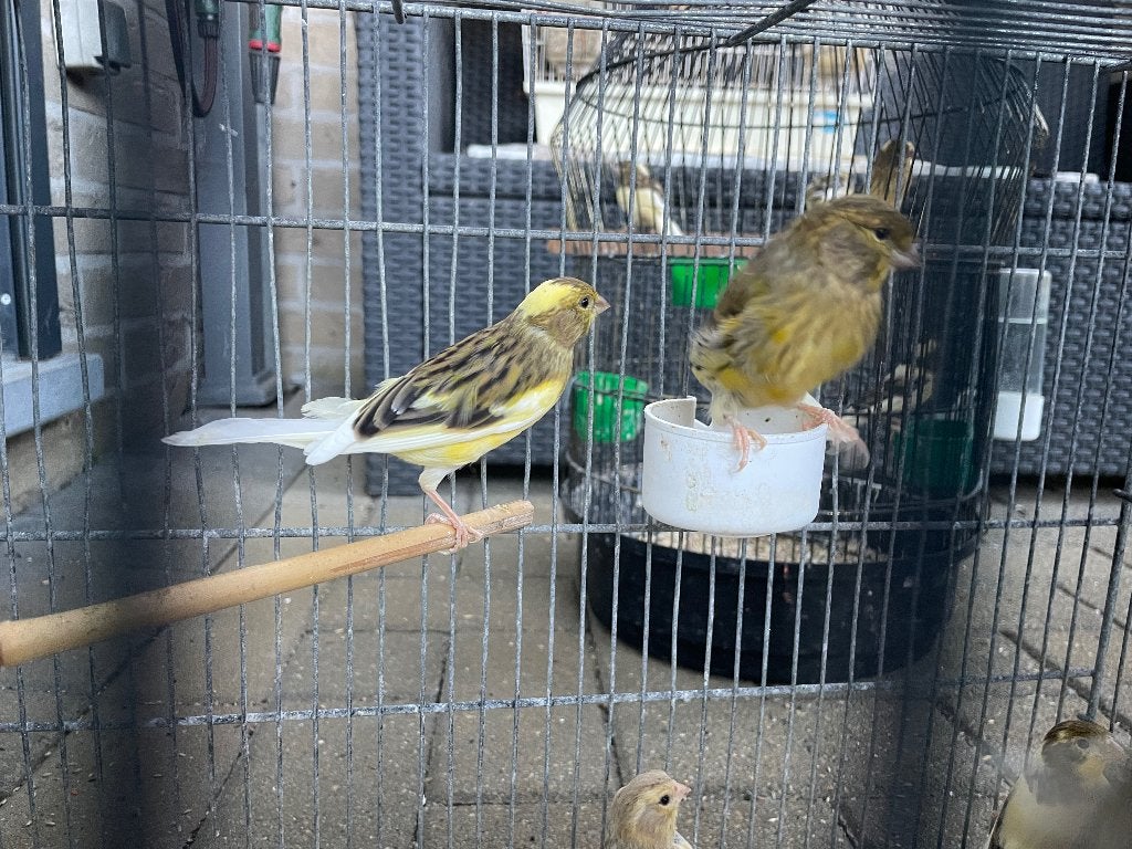 13 jonge kanaries 6 mannen en 7 poppen., Dieren en Toebehoren, Vogels | Kanaries, Meerdere dieren