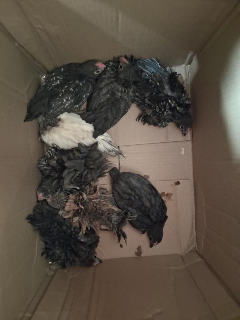Baardkriel kuikens, Plusieurs animaux, Poule ou poulet