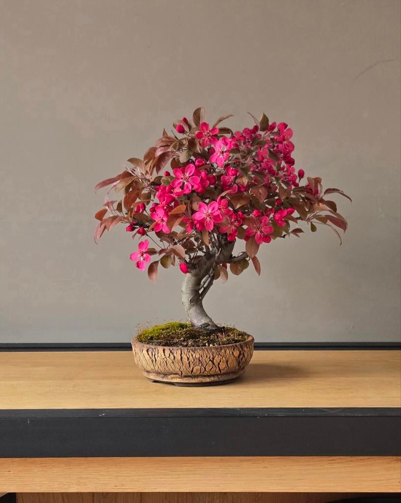 Prachtige Malus 'Royal Raindrops' variant
Appel bonsai, Tuin en Terras, In pot, Halfschaduw, Ophalen of Verzenden, Lente