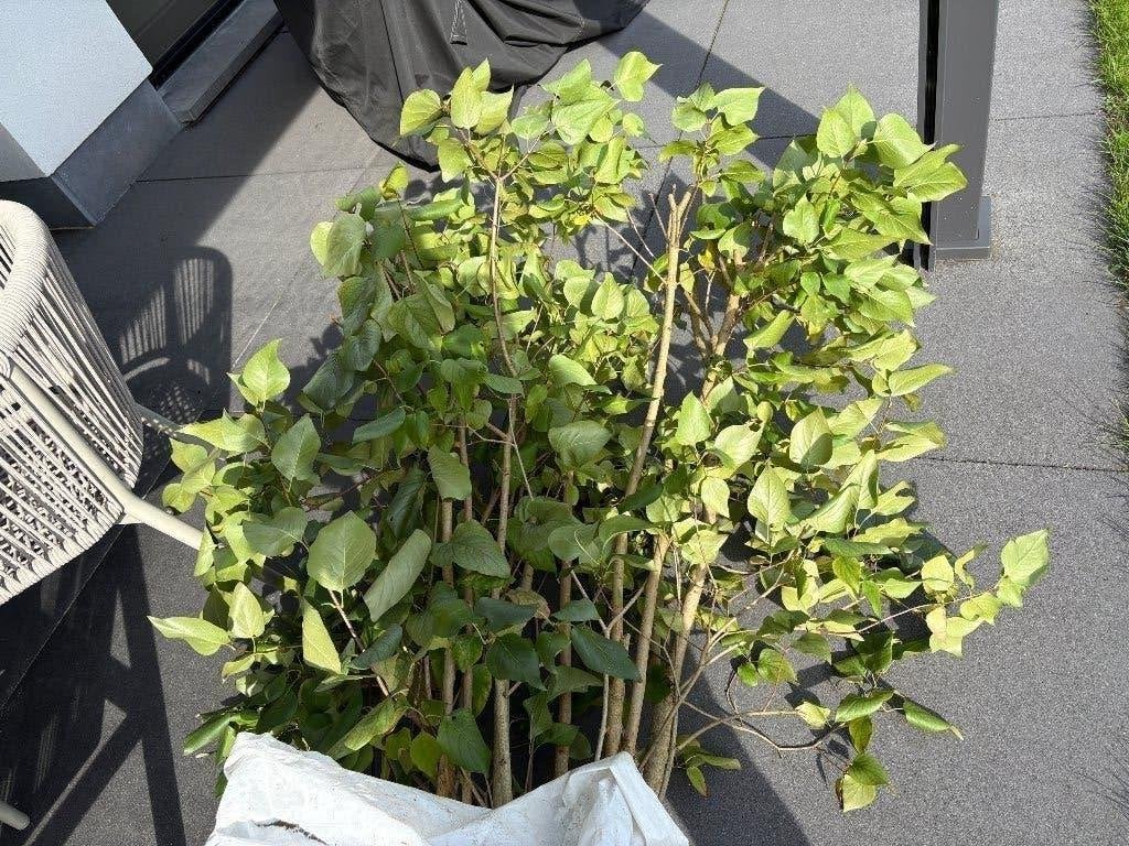 Boompje, Tuin en Terras, Ophalen, Lente, Overige soorten, 100 tot 250 cm