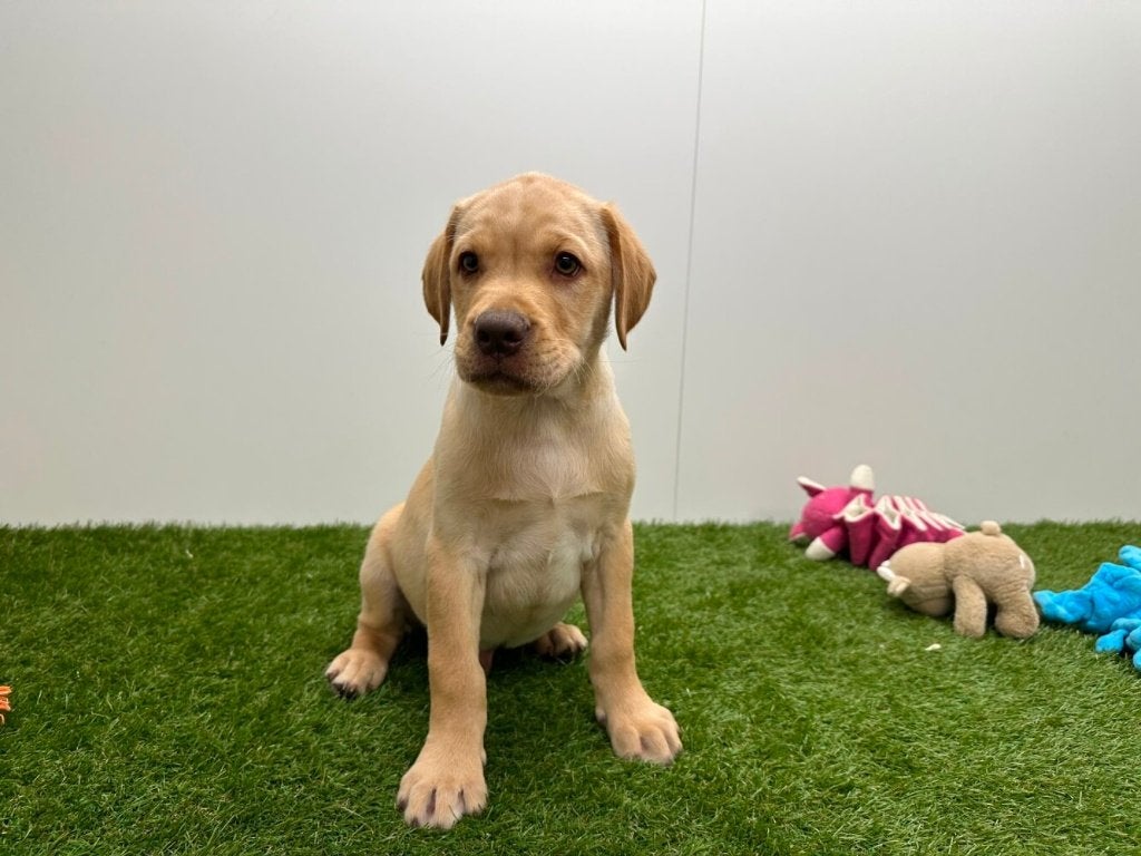 Labrador Retriever pups, Parvo, België, 8 tot 15 weken, Labrador retriever